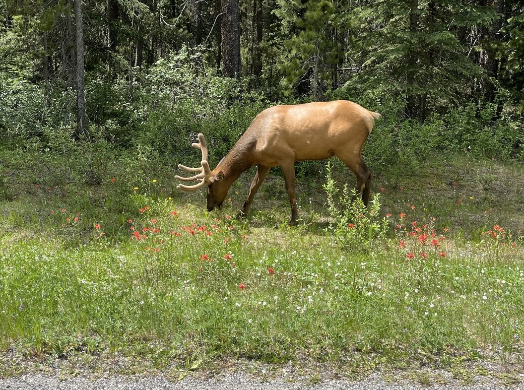 Roadside elk along Bow Valley Parkway