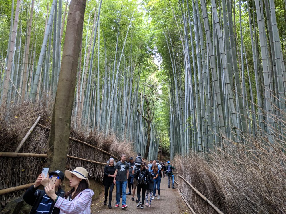 Bambo Forest