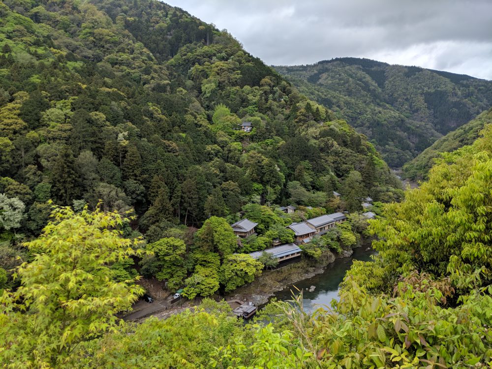 Bambo Forest view