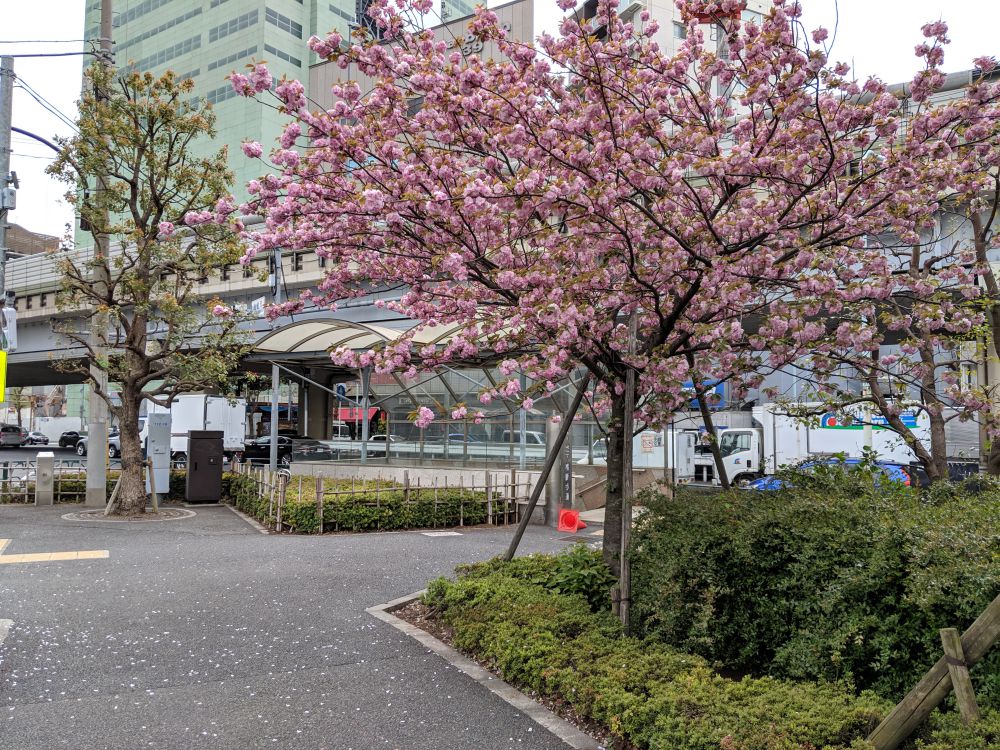 cherry blossom