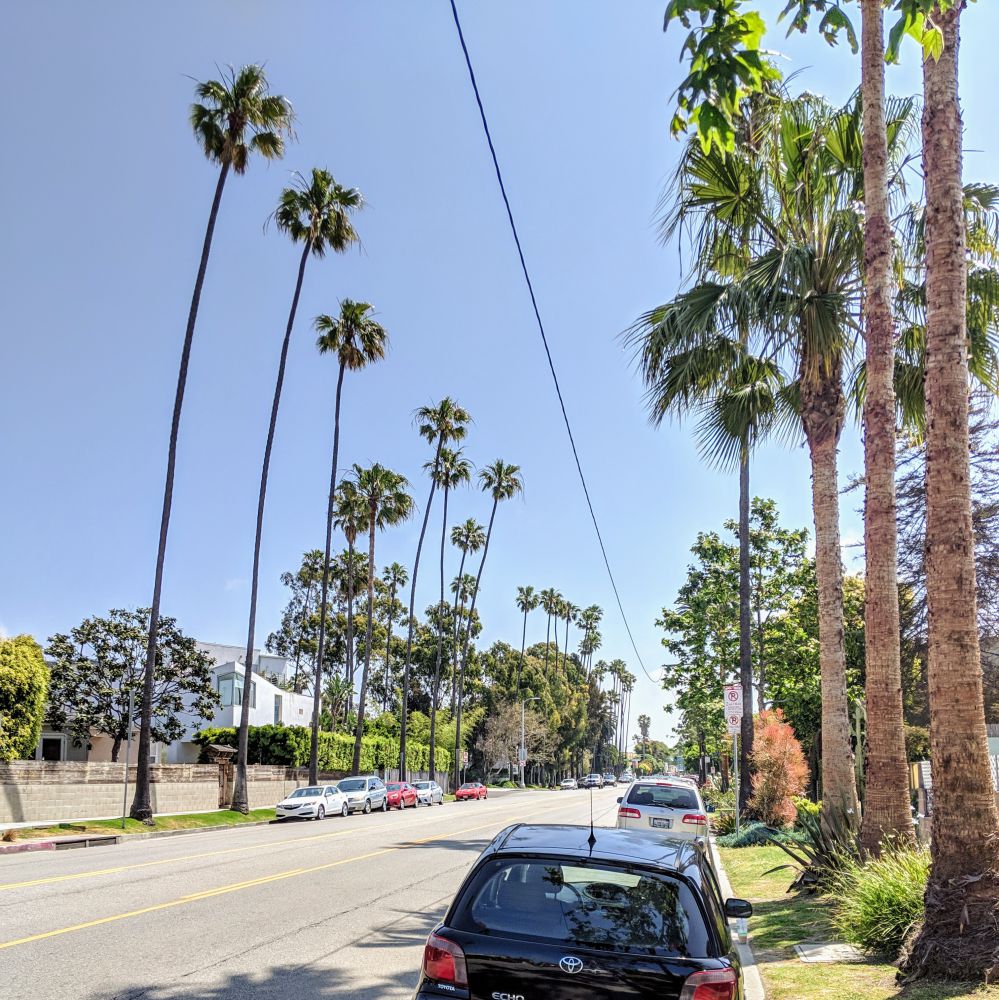 Venice Palm Tree